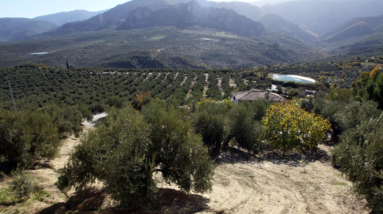 Olivar en Andalucía