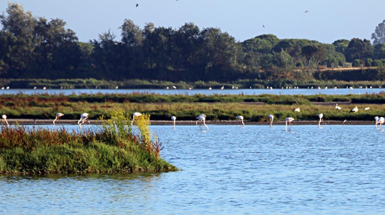 Doñana será uno de los ejes clave en la revolucióni verde