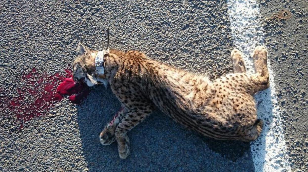 Ejemplar de lince atropellado en una carretera en el entorno de Doñana