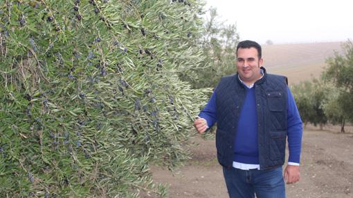 Jorge Ariza, en su olivar de Fernán Núñez