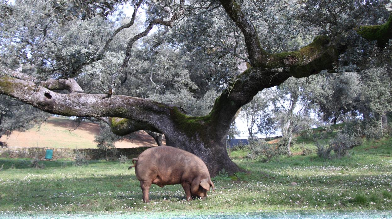 Un cerdo ibérico en una dehesa