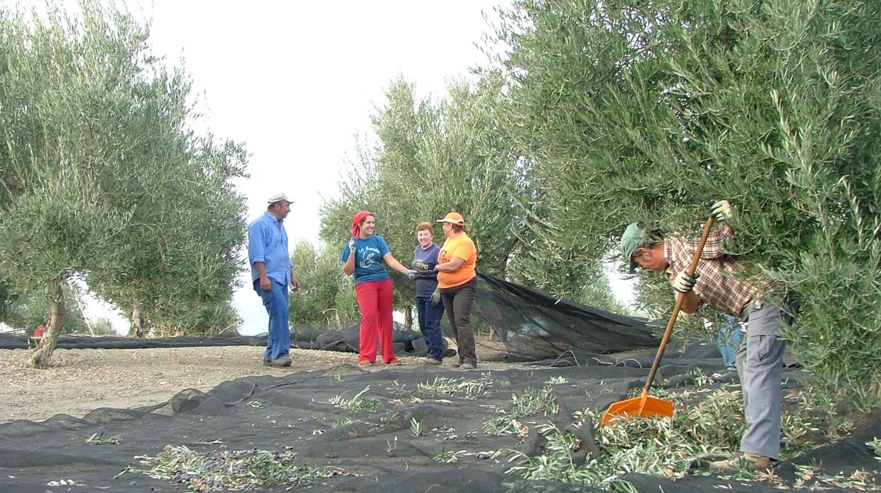 Una jornada de cosecha en un olivar