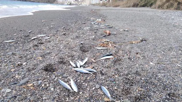 Aparecen miles de peces muertos en la costa de Granada