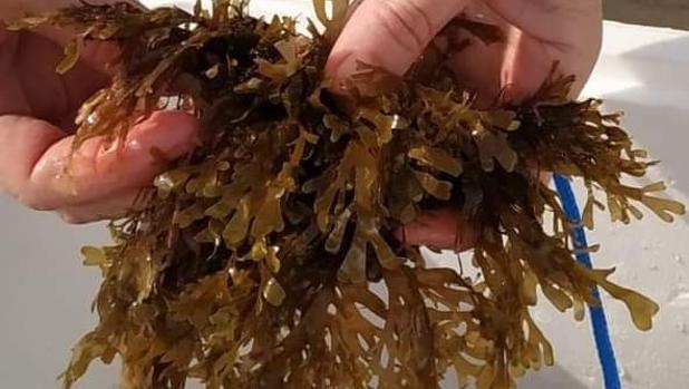 Un kilo de alga invasora, un euro: la iniciativa surgida en Tarifa para compensar las pérdidas en la pesca