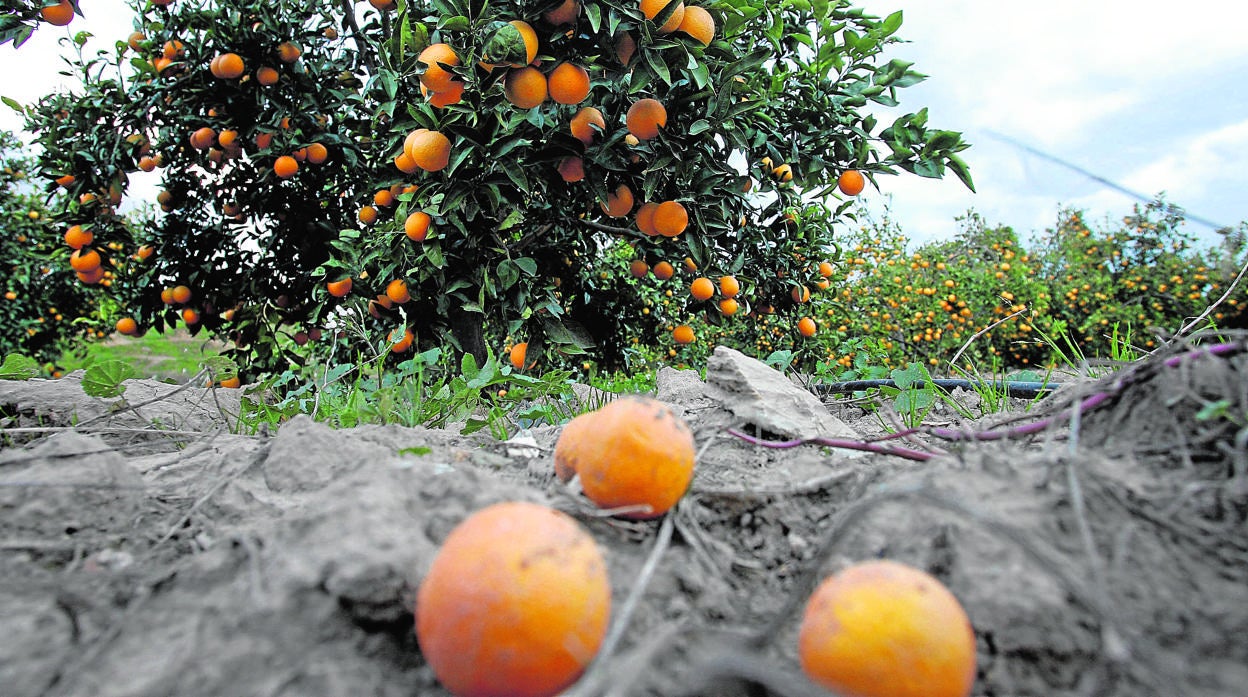 Naranjos en el término municipal de Palma del Río