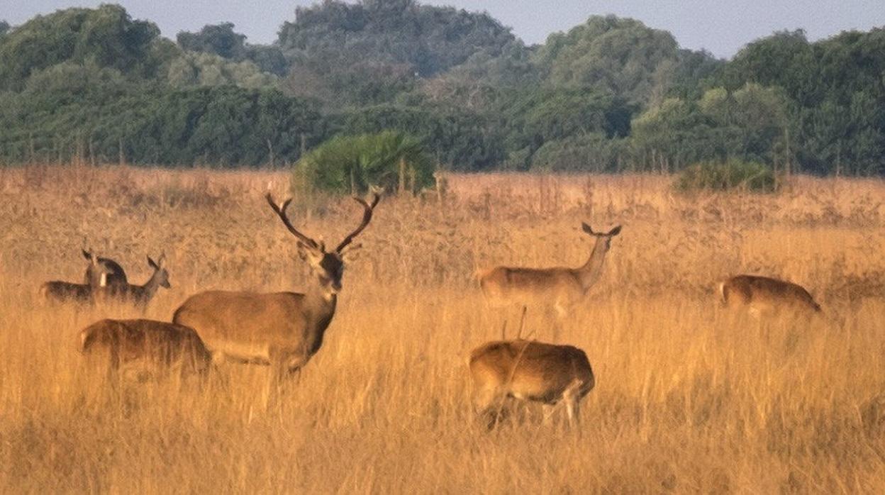 El TSJA no aprecia invasión de competencias de la Junta, que gestiona el Parque Natural de Doñana