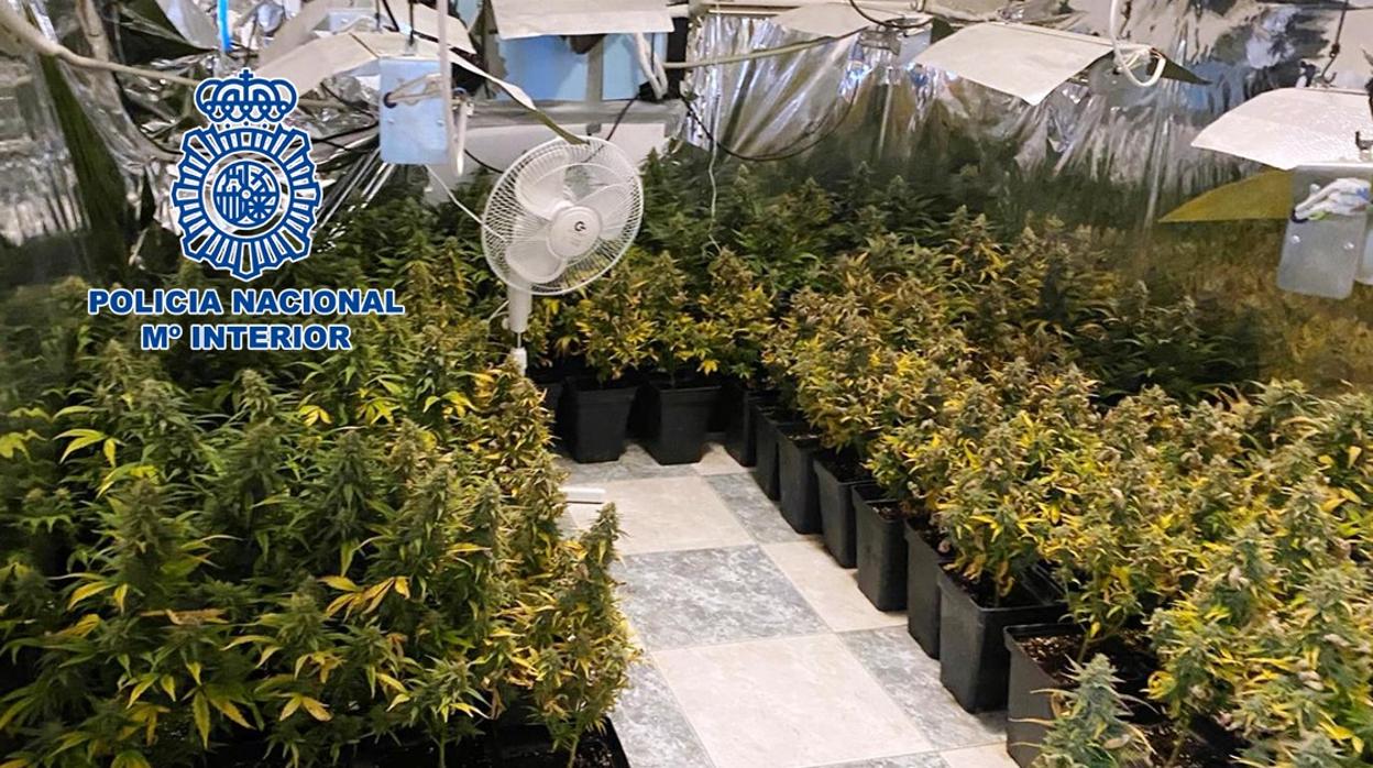 Plantas de marihuana intervenidas por la Policía Nacional