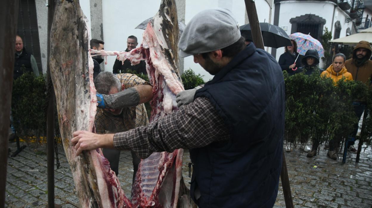 Imagen del despiece de un cerdo durante la fiesta de la Matanza en Alcaracejos