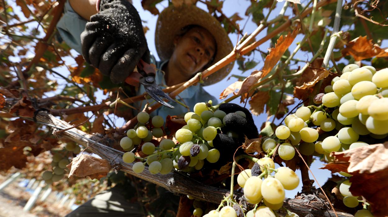 Recogida de uva para la posterior elaboración del vino