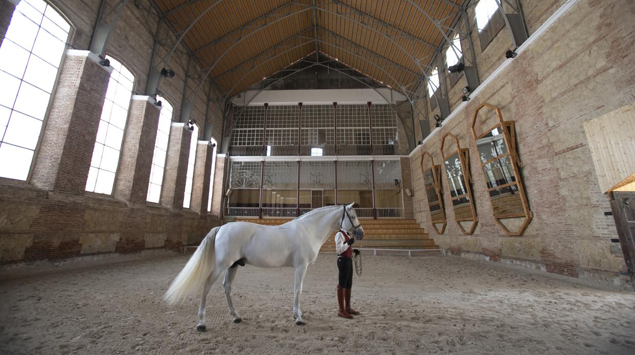 Un caballo en las Caballerizas Reales