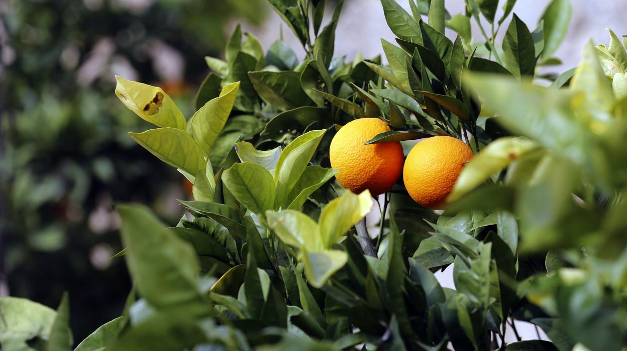 Naranjas en una plantación de Palma del Río