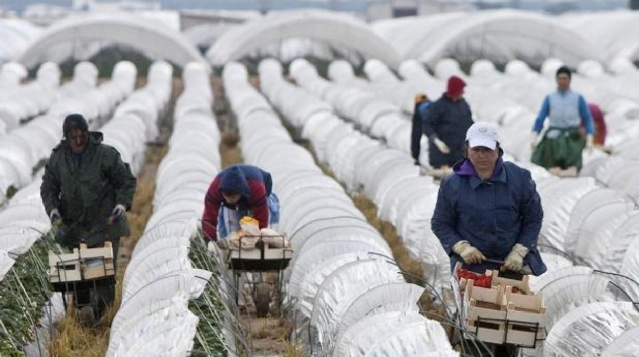 Trabajadores del fruto rojo en Huelva