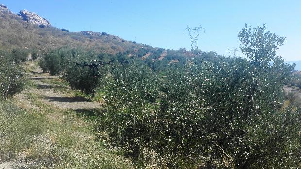 Los drones, una herramienta rápida, eficaz y barata para trabajar el olivar en Córdoba