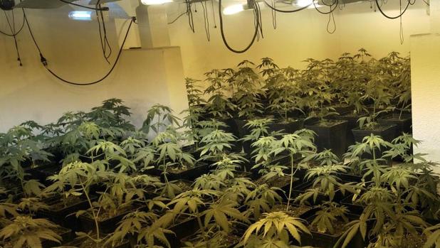 Entran en prisión 13 miembros de una organización que producía y vendía marihuana en Almería