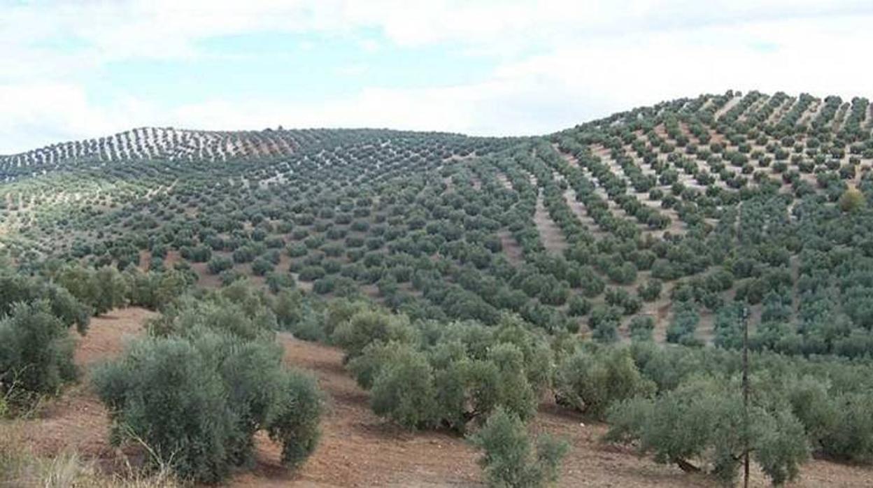 Olivos en Córdoba