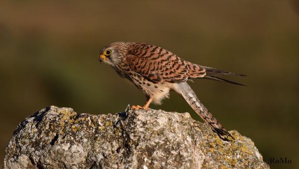 Montilla instala cajas nido para que el cernícalo primilla ayude a controlar la población de palomas