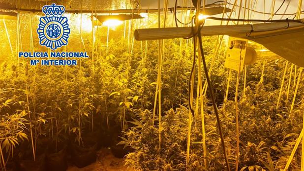 La Policía Nacional de Córdoba inteviene 67 kilos de marihuana en 10 operativos y detiene a 11 personas