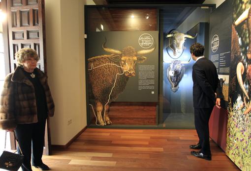 Sala del Museo Taurino de Córdoba dedicada al toro de lidia