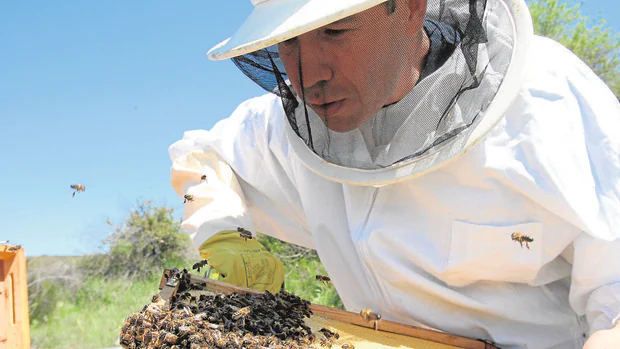 La ausencia de abejas y los bajos precios lastran al sector de la apicultura de Córdoba