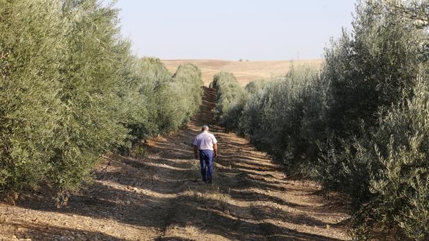 El cambio climático reducirá casi un 10 por ciento las cosechas de aceituna en Córdoba en 80 años