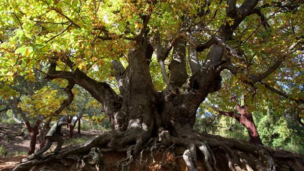 El castaño sagrado de Istán, monumento natural desprotegido y en peligro