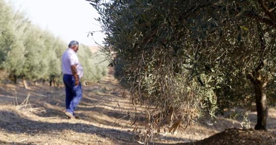 Un hombre observa los daños en los olivos por la falta de lluvia