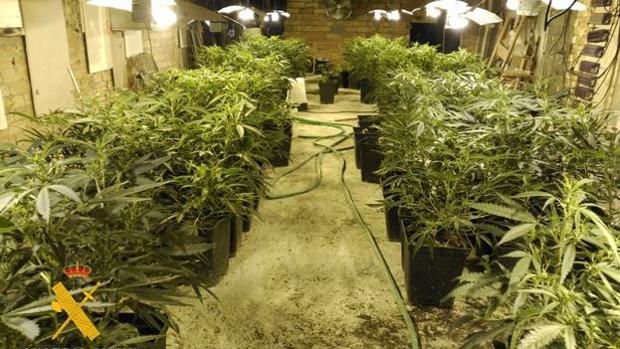 Incautadas 737 plantas de marihuana en cinco viviendas de Almería