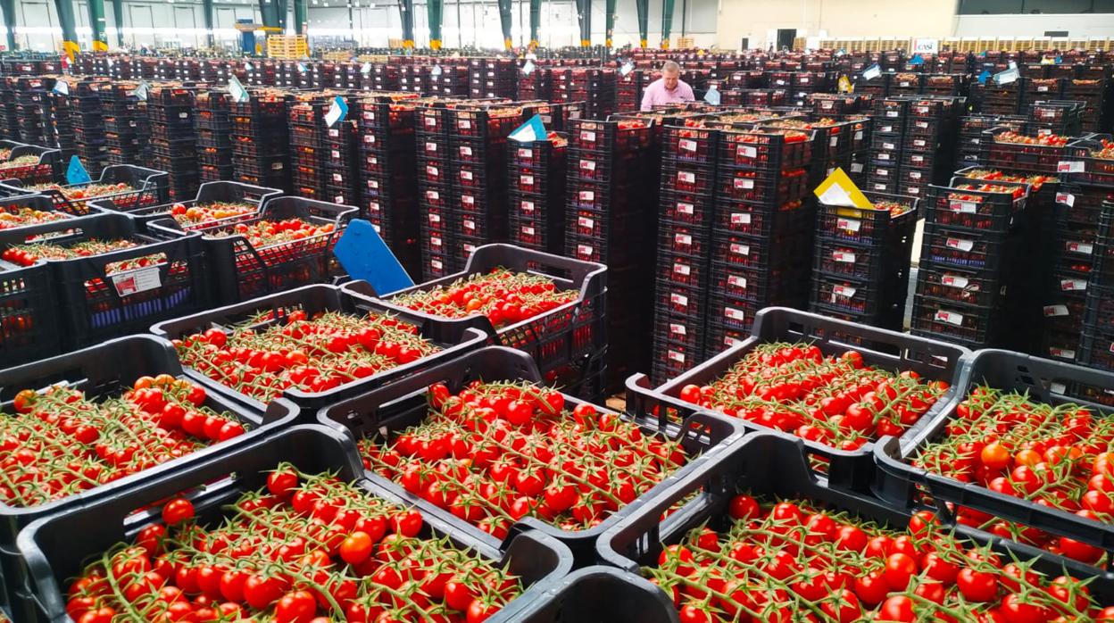 Almacén comercializador de tomate en Almería.