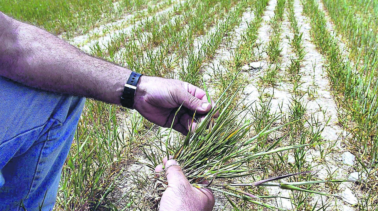 Coronavirus | ¿Pueden ir a trabajar los agricultores y ganaderos?