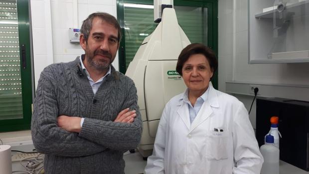 Un estudio de la Universidad de Córdoba revela que el Pedro Ximénez frena el deterioro del hígado en ratones