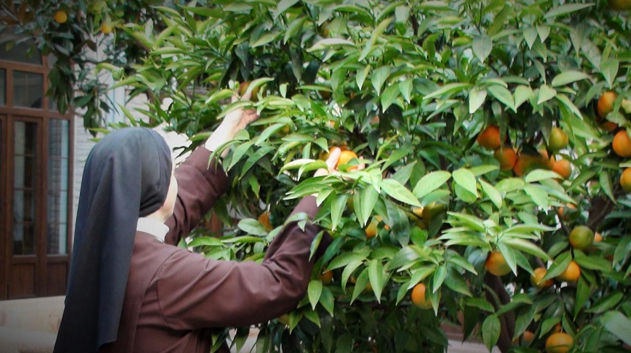 Una hermana recoge naranjas en el patio del Carmelo