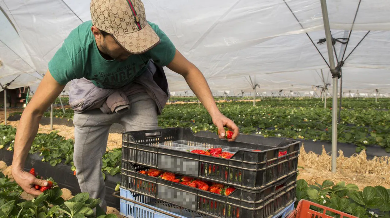 Un trabajador recoge fresas en una explotación agrícola