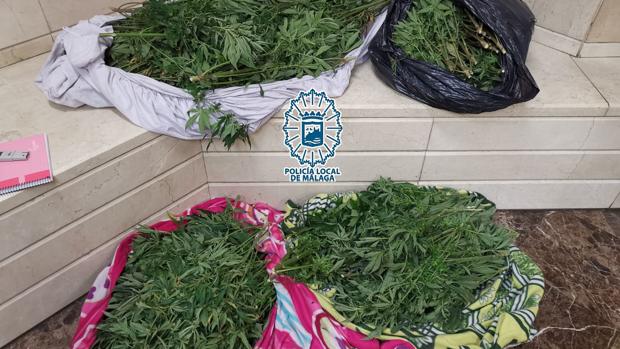 Los paran por saltarse el confinamiento y acaban detenidos por llevar una plantación de marihuana