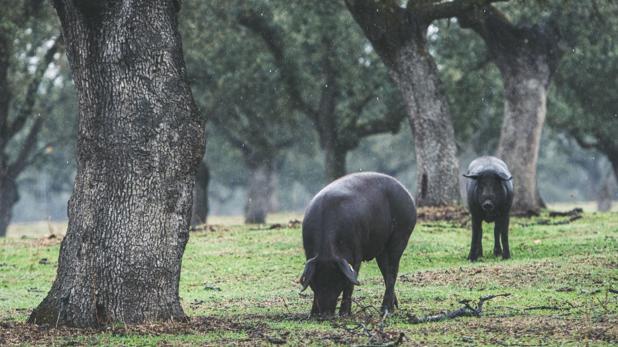 El sector de los ibéricos en Córdoba, en situación «límite» por la caída de ventas