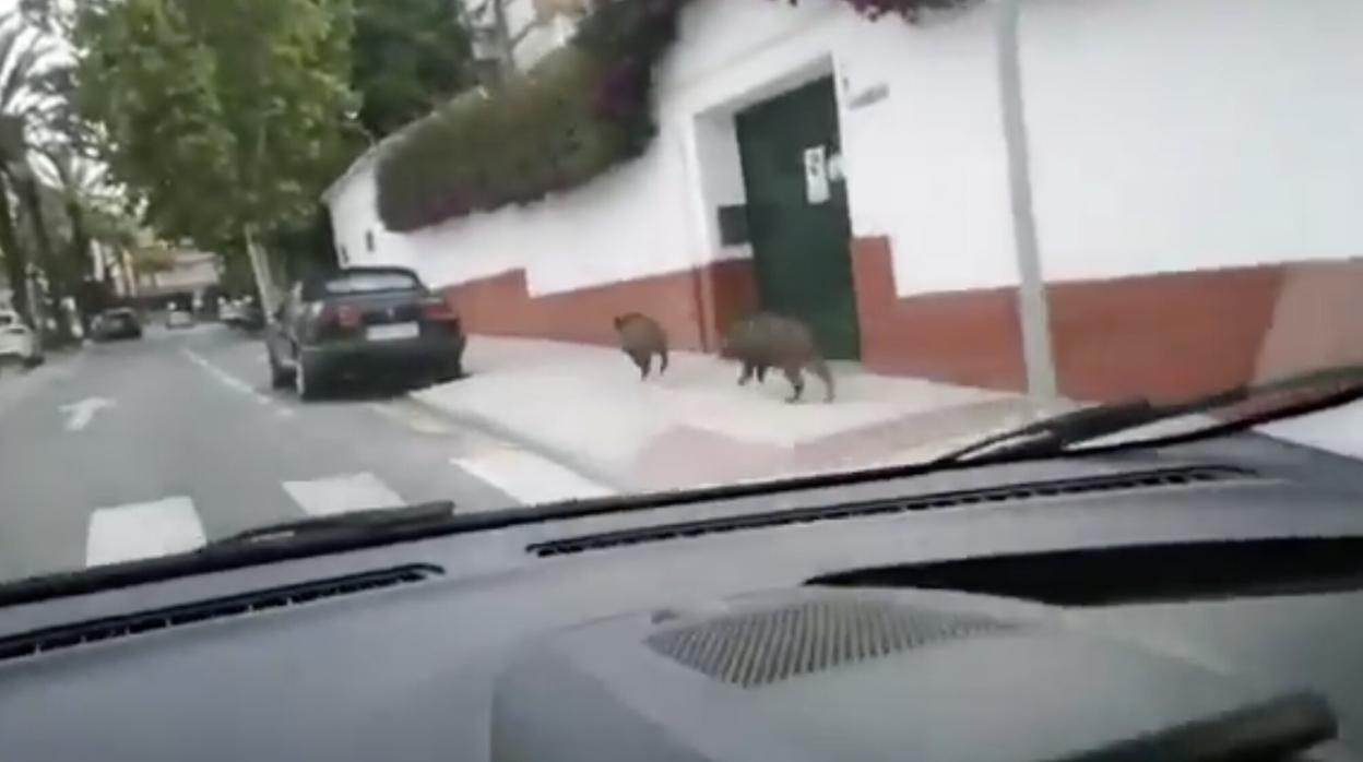 Pareja de jabalíes en la calle República Argentina de la capital