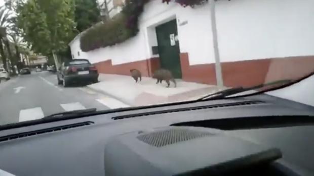 Persecución en coche a una pareja de jabalíes que campaba a sus anchas por Málaga capital