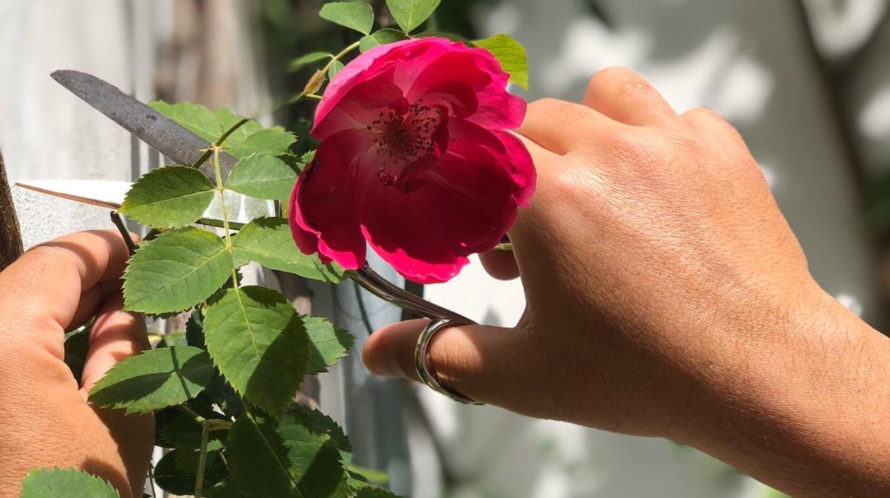 Rosas, claveles o cualquier otra flor se cortaban en signo de luto