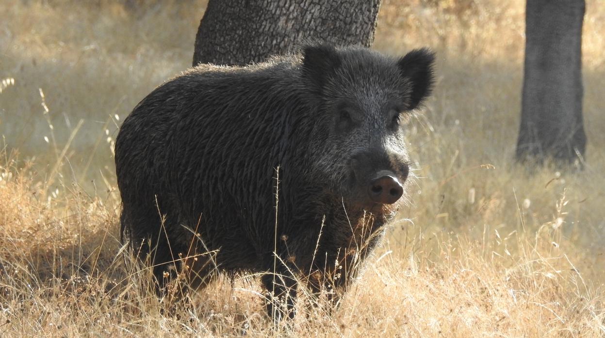 Los jabalíes causan daños a la agricultura y a las explotaciones ganaderas