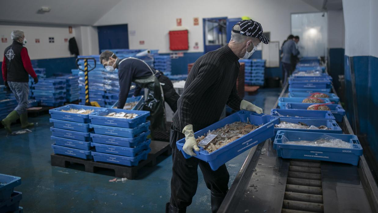 En la lonja pesquera de la Cofradía de Pescadores de Sanlúcar de Barrameda, ya trabajan con mascarillas