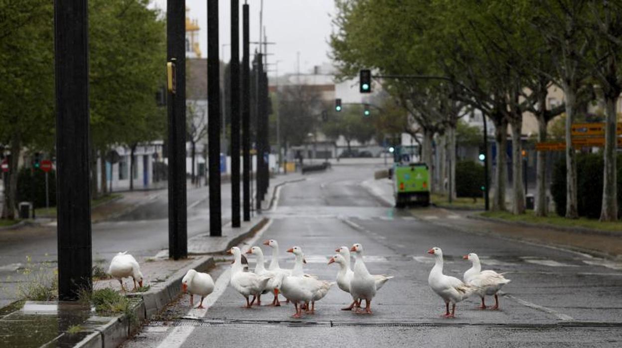 Un grupo de patos toma la entrada del Puente del Arenal en los primeros días del confinamiento