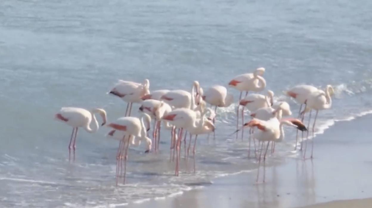 Colonia de flamencos en la playa de la Misericordia