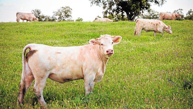 Asaja denuncia un colapso en los cebaderos de vacuno de Córdoba por el parón en los mataderos