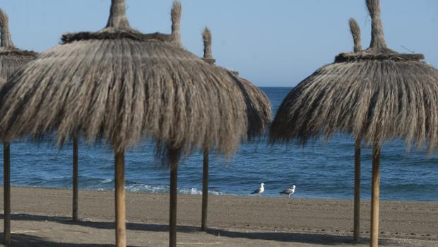 Marbella: Sólo las gaviotas desafían el confinamiento en la ciudad del lujo