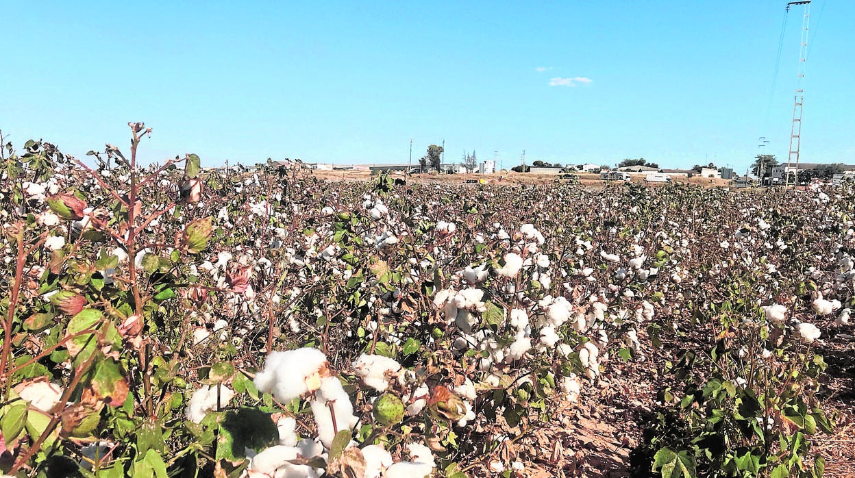 Un campo de algodón a punto de ser recolectado