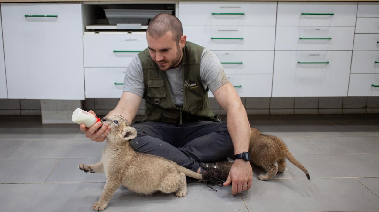 Dos de los grandes felinos nacidos en el zoo