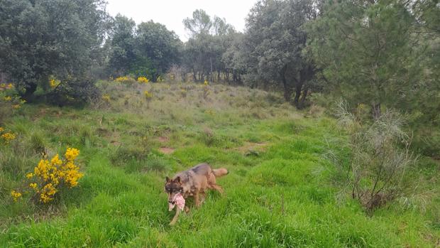 El lobo desaparece de Andalucía