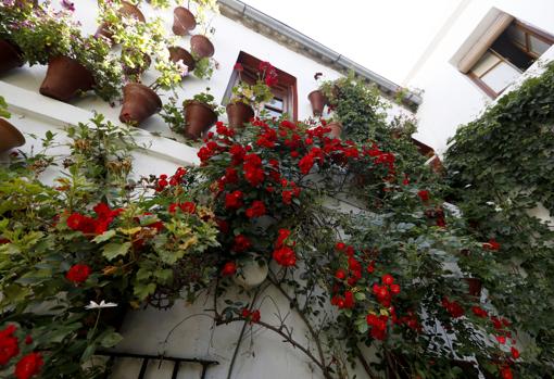 Rosas de pitiminí en el patio de Martínez Rücker