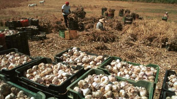 La mano de obra nacional garantiza la recogida del ajo en Córdoba