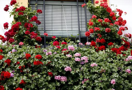 Flores en la calle Julio Romero de Torres