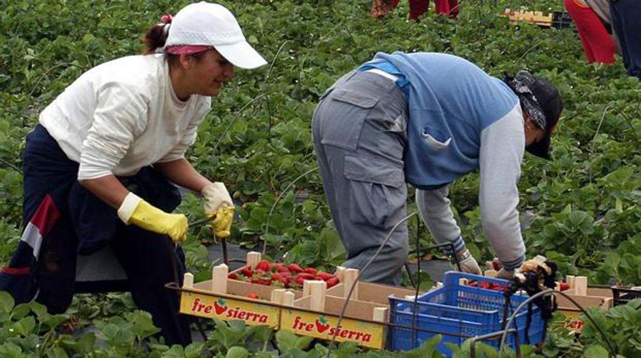 Trabajadoras de la fresa en Huelva